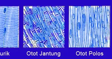 Detail Gambar Otot Lurik Jantung Dan Polos Nomer 24