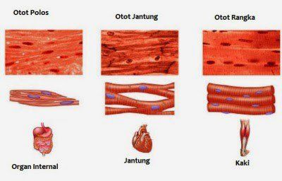 Detail Gambar Otot Lurik Jantung Dan Polos Nomer 4