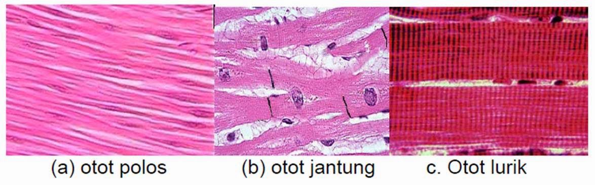 Detail Gambar Otot Lurik Polos Jantung Nomer 20