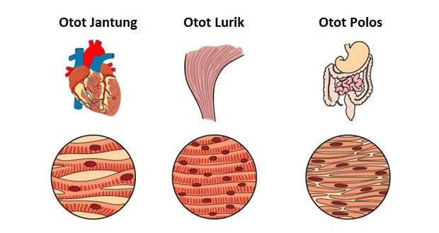 Detail Gambar Otot Lurik Polos Jantung Nomer 24