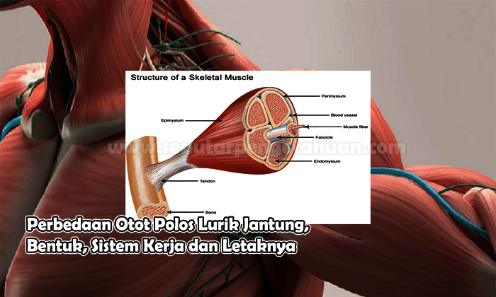 Detail Gambar Otot Lurik Polos Jantung Nomer 29