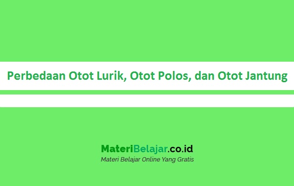 Detail Gambar Otot Lurik Polos Jantung Nomer 30