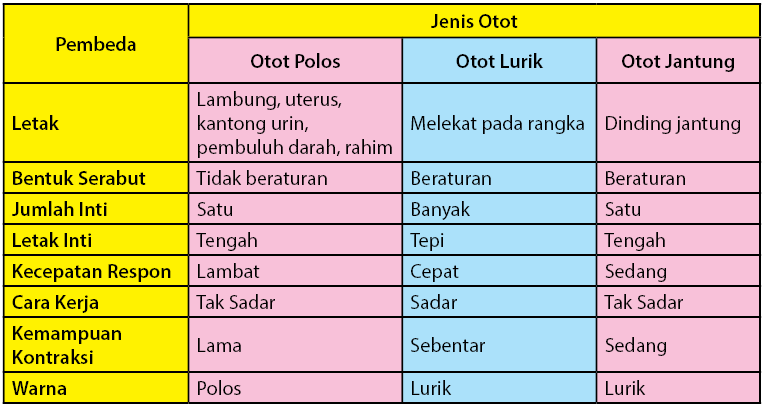 Detail Gambar Otot Lurik Polos Jantung Nomer 31