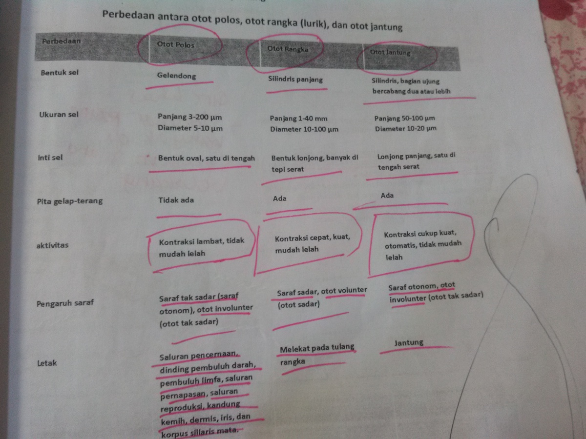 Detail Gambar Otot Lurik Polos Jantung Nomer 42