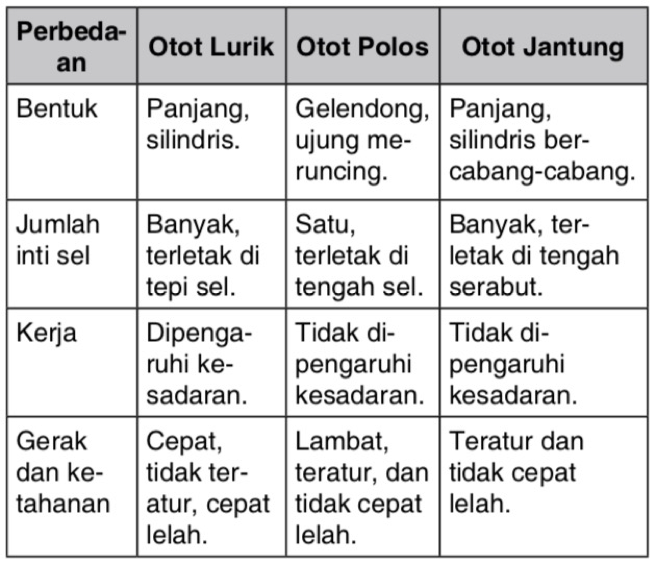 Detail Gambar Otot Lurik Polos Jantung Nomer 43