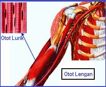 Detail Gambar Otot Lurik Polos Jantung Nomer 44