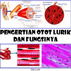 Detail Gambar Otot Lurik Polos Jantung Nomer 47