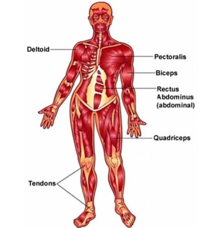 Detail Gambar Otot Otot Nomer 14