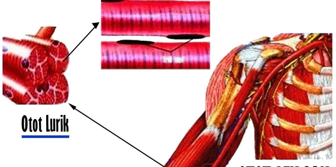 Detail Gambar Otot Otot Nomer 25