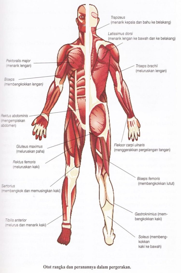 Detail Gambar Otot Otot Nomer 50