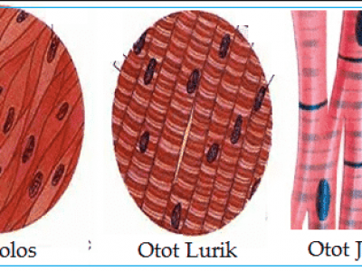 Detail Gambar Otot Polos Dan Otot Jantung Nomer 8