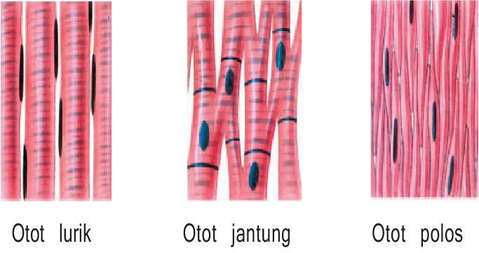 Detail Gambar Otot Polos Otot Jantung Otot Lurik Nomer 13