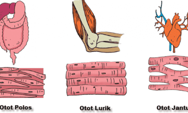 Detail Gambar Otot Polos Otot Jantung Otot Lurik Nomer 24