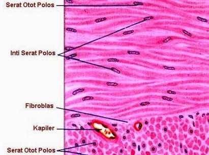 Detail Gambar Otot Polos Otot Jantung Otot Lurik Nomer 39