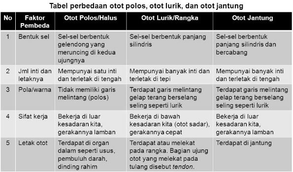 Detail Gambar Otot Polos Otot Jantung Otot Lurik Nomer 41