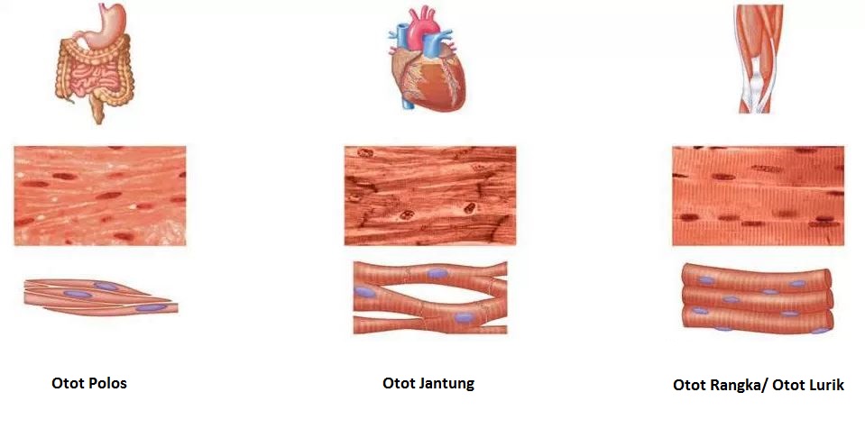 Detail Gambar Otot Polos Otot Jantung Otot Lurik Nomer 10