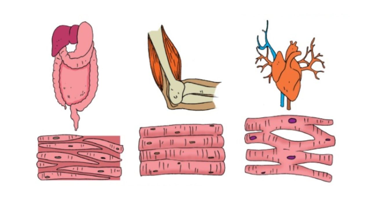 Detail Gambar Otot Polos Otot Lurik Otot Jantung Nomer 17