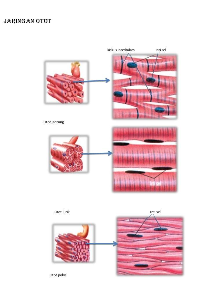 Detail Gambar Otot Polos Otot Lurik Otot Jantung Nomer 19