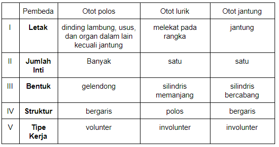 Detail Gambar Otot Polos Otot Lurik Otot Jantung Nomer 22