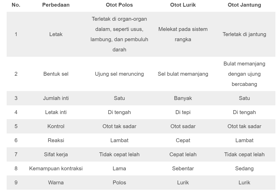 Detail Gambar Otot Polos Otot Lurik Otot Jantung Nomer 24