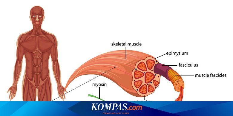 Detail Gambar Otot Polos Otot Lurik Otot Jantung Nomer 32