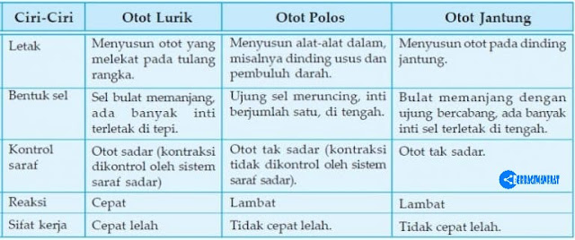 Detail Gambar Otot Polos Otot Lurik Otot Jantung Nomer 39