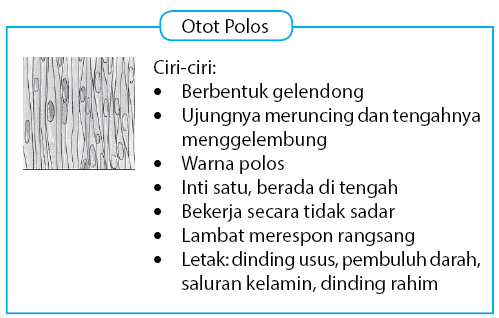 Detail Gambar Otot Polos Otot Lurik Otot Jantung Nomer 41