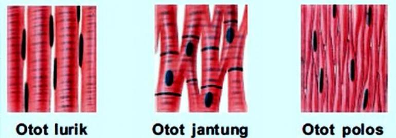 Detail Gambar Otot Polos Otot Lurik Otot Jantung Nomer 42