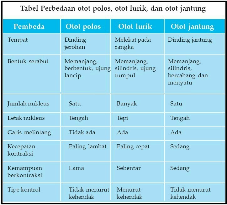 Detail Gambar Otot Polos Otot Lurik Otot Jantung Nomer 55