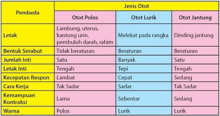 Detail Gambar Otot Polos Otot Lurik Otot Jantung Nomer 58