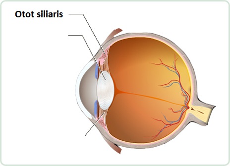 Detail Gambar Otot Siliaris Pada Mata Nomer 2