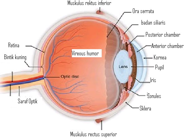 Detail Gambar Otot Siliaris Pada Mata Nomer 10