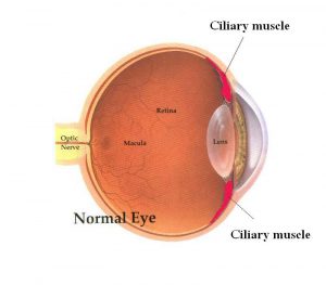Detail Gambar Otot Siliaris Pada Mata Nomer 11