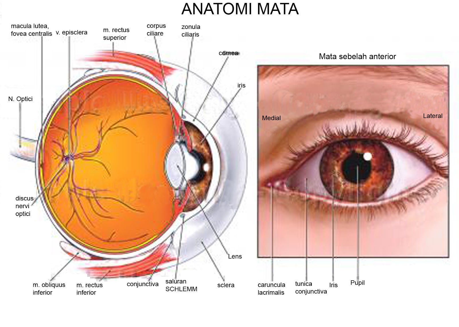 Detail Gambar Otot Siliaris Pada Mata Nomer 15