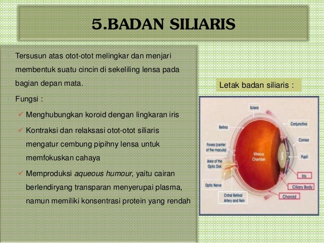 Detail Gambar Otot Siliaris Pada Mata Nomer 20