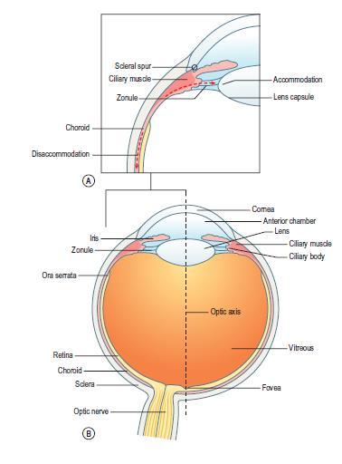 Detail Gambar Otot Siliaris Pada Mata Nomer 31