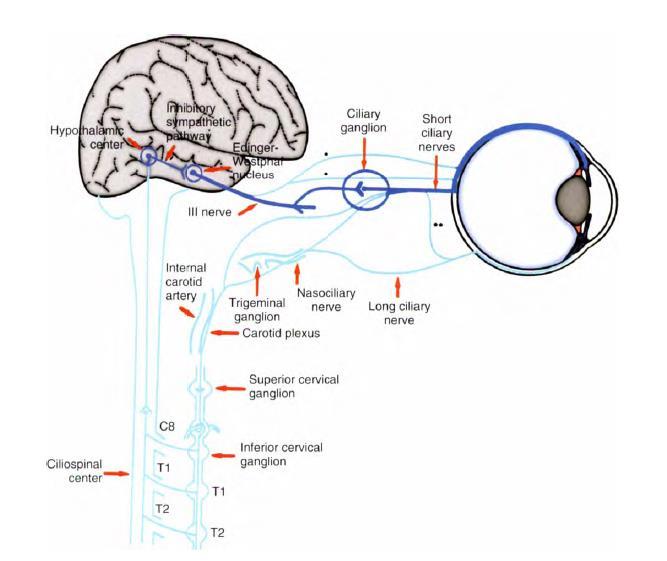 Detail Gambar Otot Siliaris Pada Mata Nomer 40