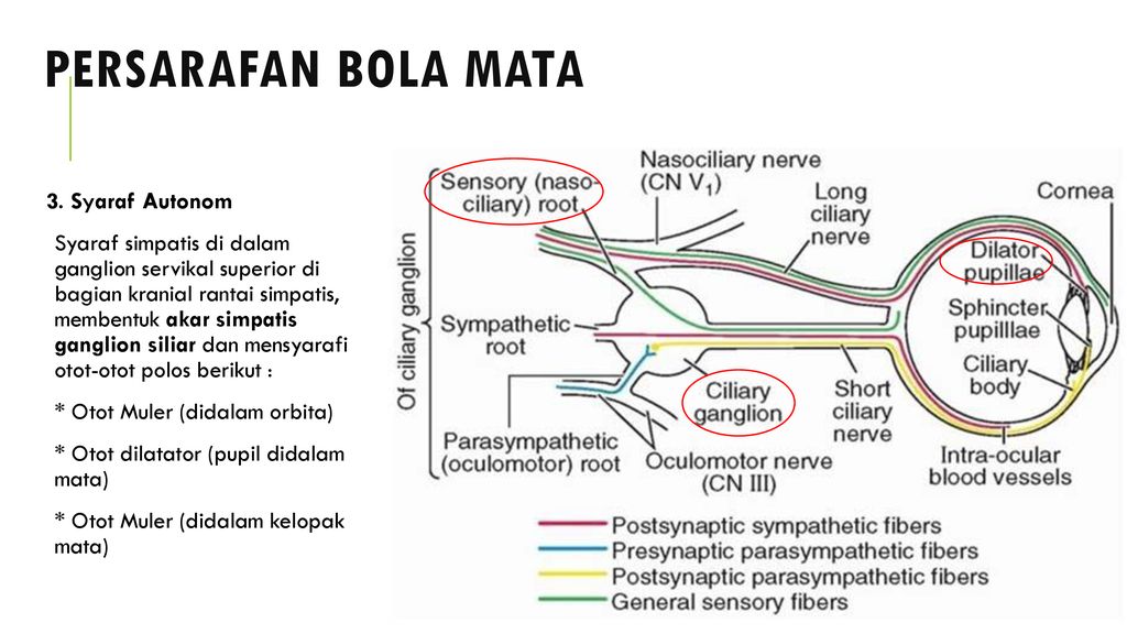 Detail Gambar Otot Siliaris Pada Mata Nomer 43