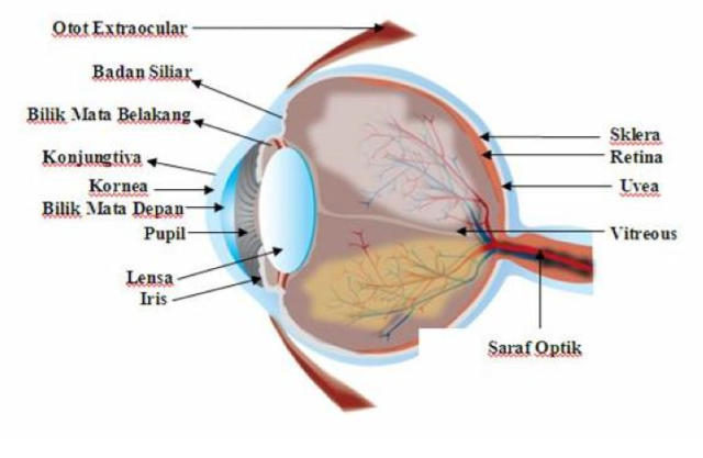 Detail Gambar Otot Siliaris Pada Mata Nomer 7