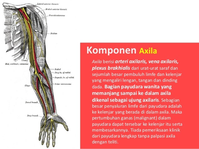 Detail Gambar Otot Tungkai Nomer 35