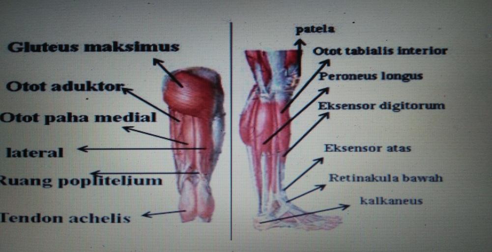 Detail Gambar Otot Tungkai Nomer 5