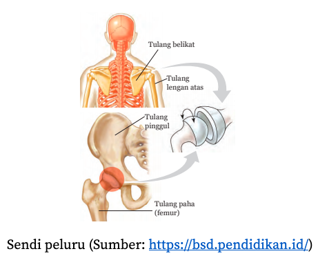 Detail Gambar Pada Sendi Lengan Atas Nomer 6