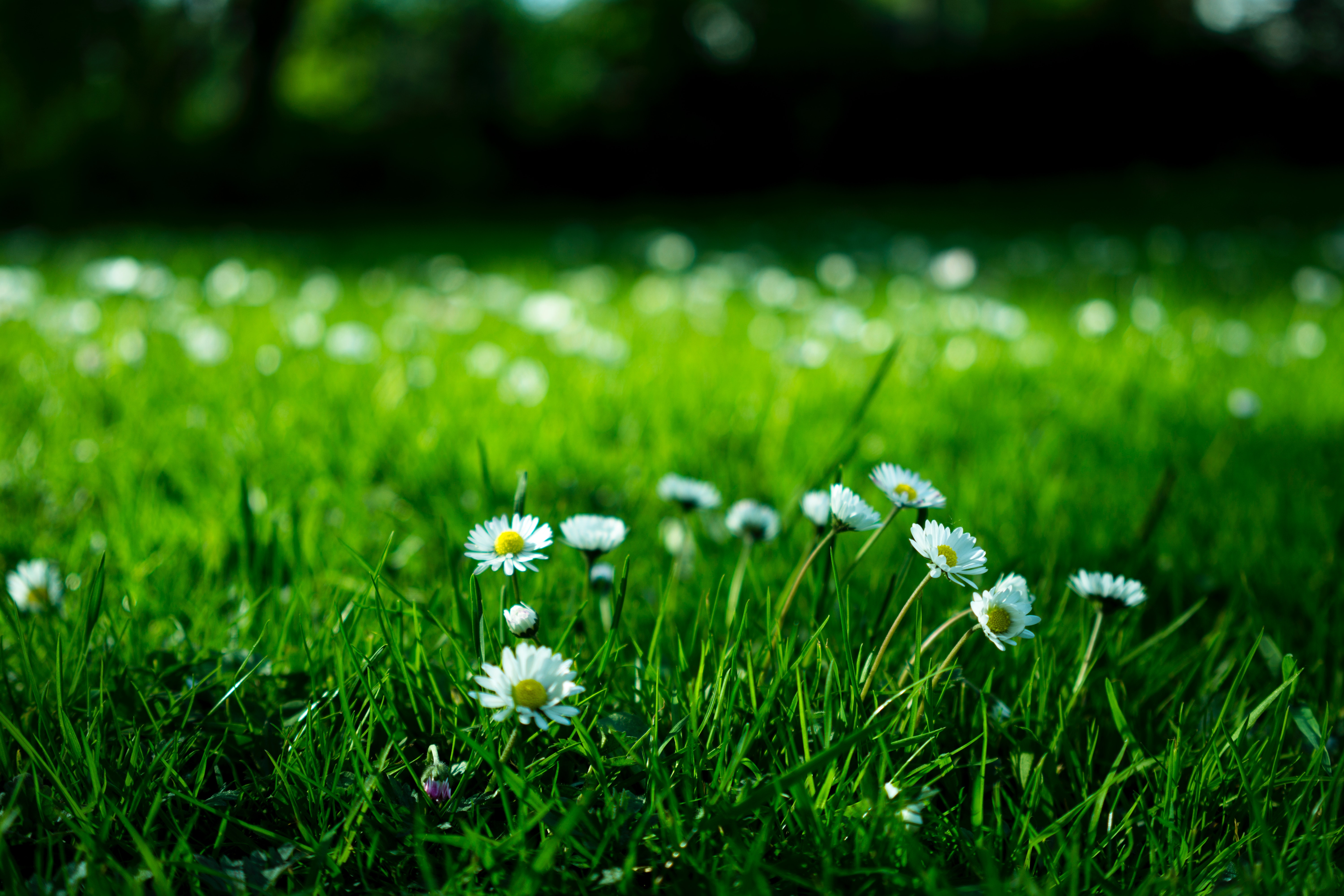 Detail Gambar Padang Rumput Hd Nomer 26