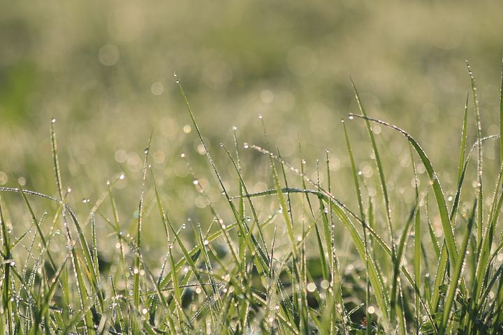 Detail Gambar Padang Rumput Hd Nomer 39