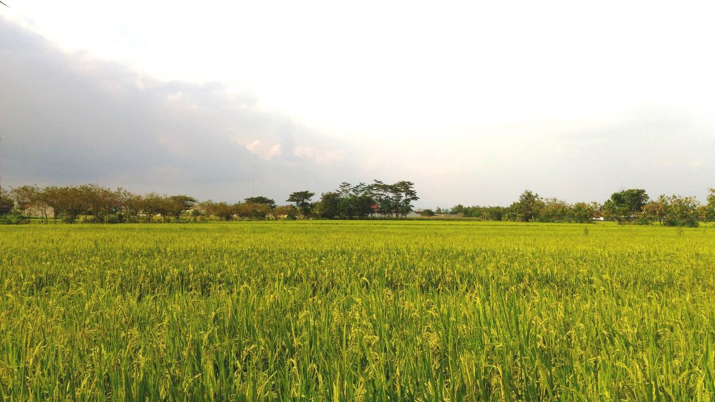 Detail Gambar Padi Menguning Di Sawah Nomer 11