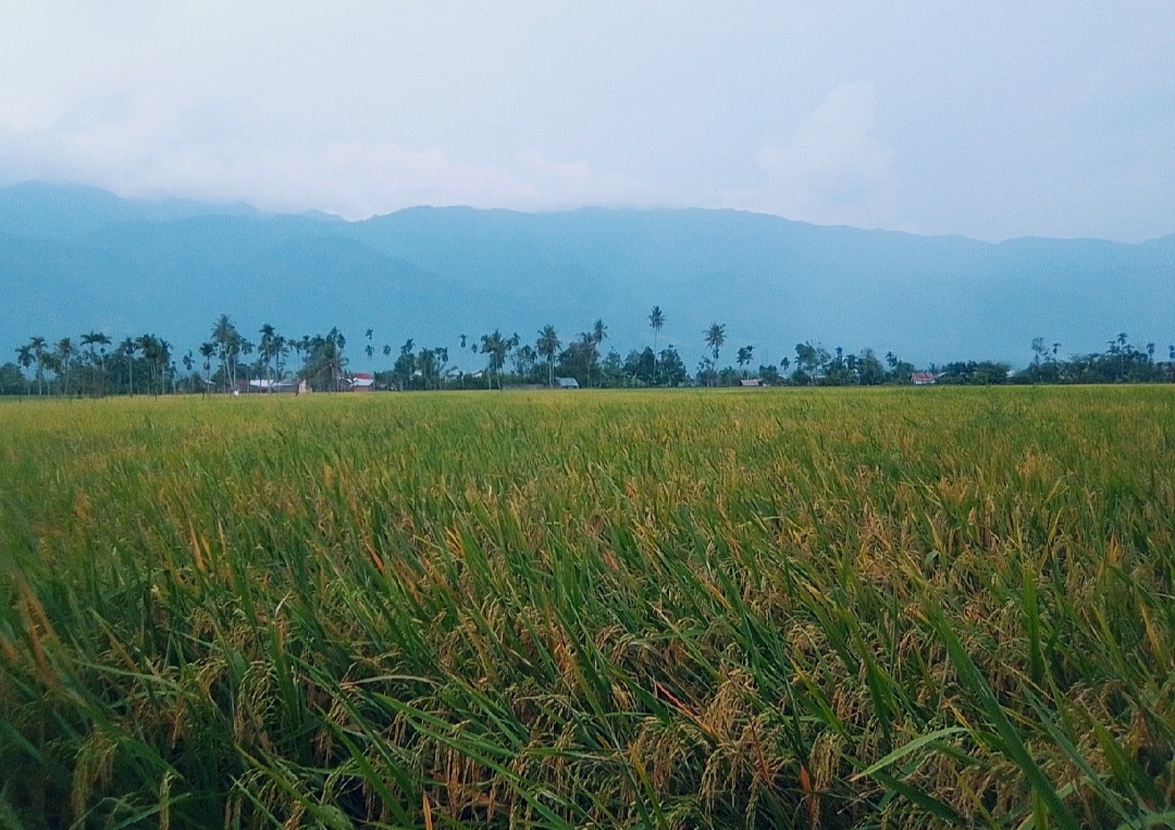 Detail Gambar Padi Menguning Di Sawah Nomer 34