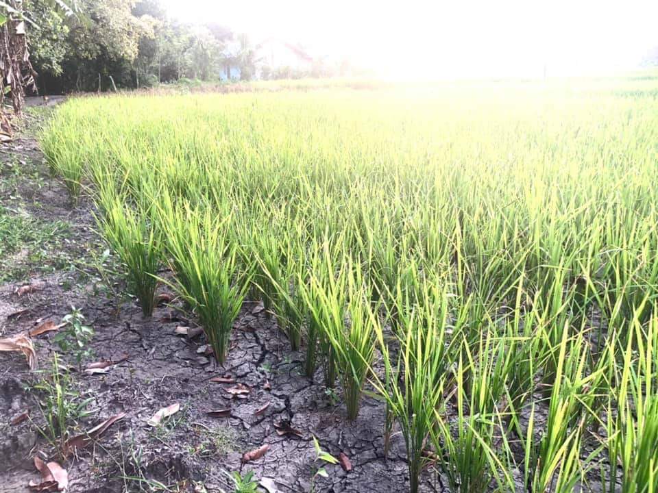 Detail Gambar Padi Menguning Di Sawah Nomer 40