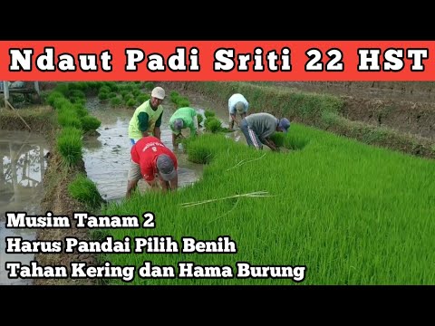 Detail Gambar Padi Muda Animasi Nomer 25