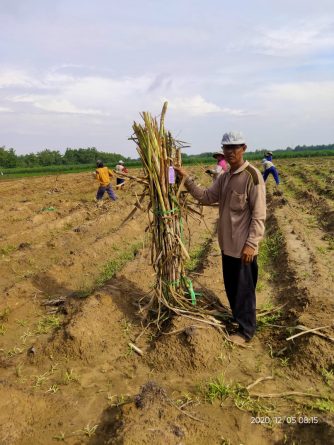 Detail Gambar Padi Tebu Karet Nomer 43