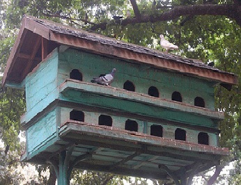 Detail Gambar Pagupon Burung Merpati Nomer 5